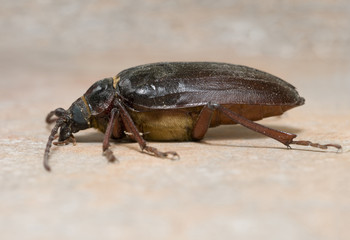 California prionus beetle (Prionus californicus) also called prionus root borer