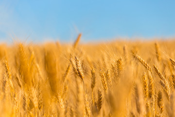Naklejka premium closeup summer golden wheat field
