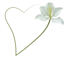Realistic bauhinia (orchid) frame, heart.
