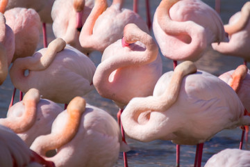 Naklejka premium pink flamingos