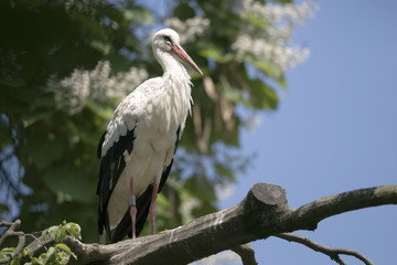 Weißstorch