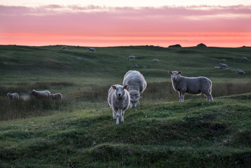 Lot of lambs pastures in meadow at summer night in Lofoten, Norway