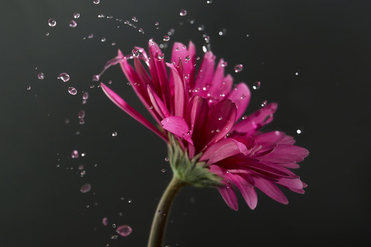 Pink gerbera flower with water droplets