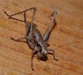 criquet sur bois