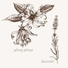 Ylang, lavender. Set of medical herbs.