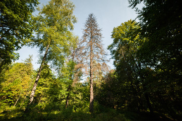 oak forest