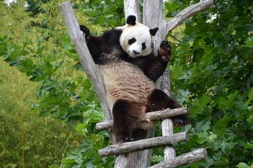 Panda géant sur échelle