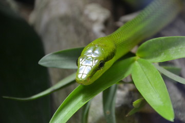 Petit serpent Mamba vert 