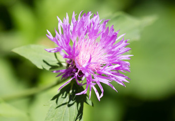 Purple flower on a prickly plant