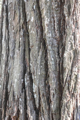 Bark of tree texture