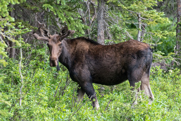 Shiras Moose of The Colorado Rocky Mountains