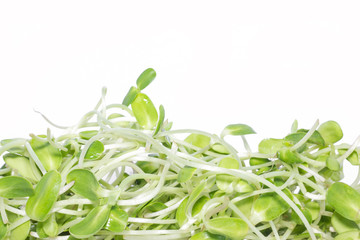 Green sunflower seedlings