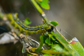 Raupe des Buchsbaumzünslers