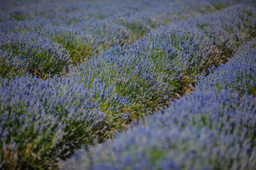 Obraz premium Lavender field