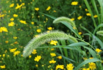 Wild Grass Seed Head