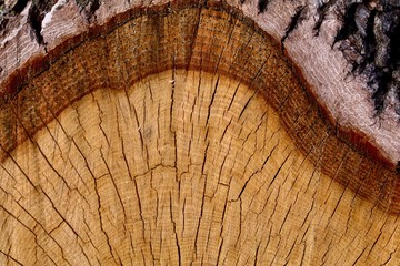 Oak Cross Section with Bark