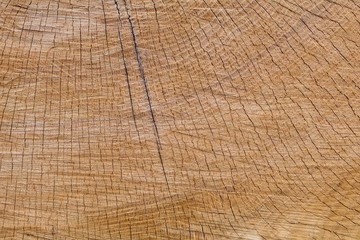 Naklejka premium Gold Oak Section