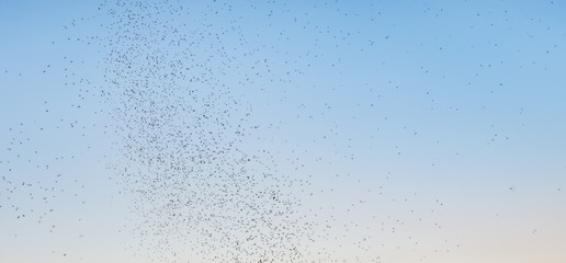 Swarm of flies in flight, closeup view