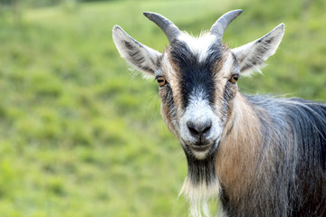 African dwarf goat looking