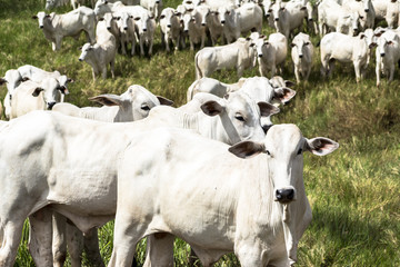 Herd of Nelore cattle grazing in a pasture
