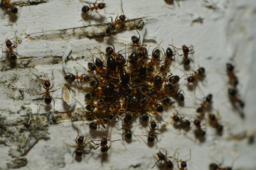 Ameisen saugen Saft an einem Birkenstamm