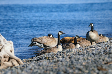 Fototapeta premium Group of Canada geese resting on rocks, pebble. Closeup. Yellowstone lake shore. USA