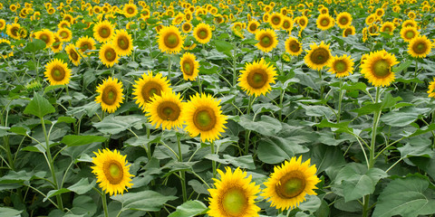 Sunflower fields　新潟県津南町のひまわり畑