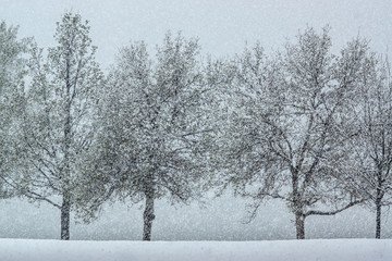 Snow Falling Among Trees