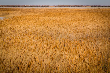 landscape of Camargue