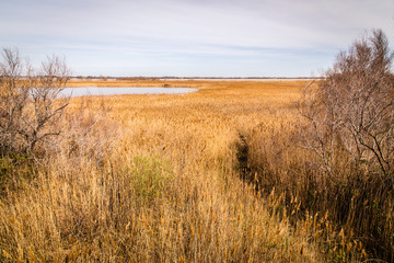 landscape of Camargue