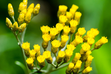 Macro photography of small yellow flowers