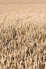 Ripe field of wheat at the end of summer