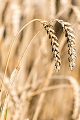 Raw wheat in wheat field