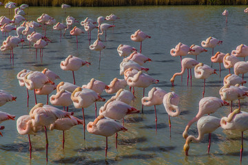 Naklejka premium pink flamingos