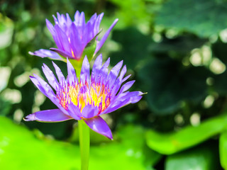 Purple and yellow lotus flowers are blooming. Get bright sunshine morning