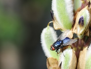Calliphora vomitoria - bluebottle fly