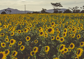 Obraz premium A field of sunflowers