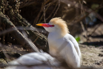 heron
