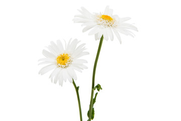 White daisy isolated