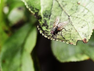Musca domestica - house fly