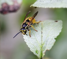 Wasp feeding on leaf nectar