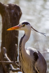 heron