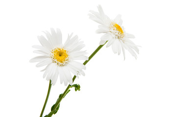 White daisy isolated