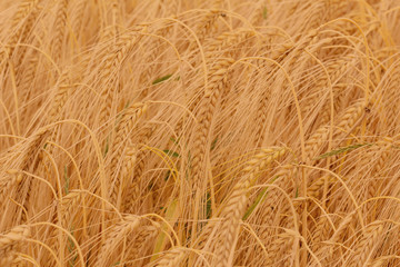 Ears of barley