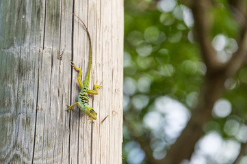 Anolis roquet lizard in Martinique, Lesser Antilles