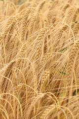 Ears of barley