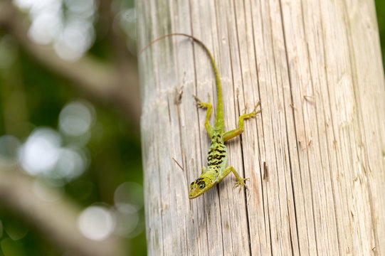 Anolis roquet lizard in Martinique, Lesser Antilles