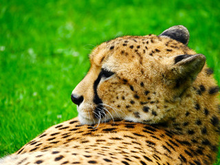 Guépard