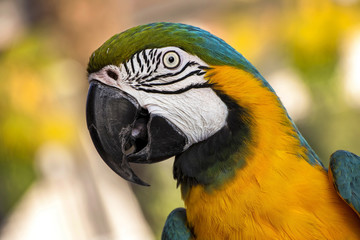 Closeup of macaw parrot