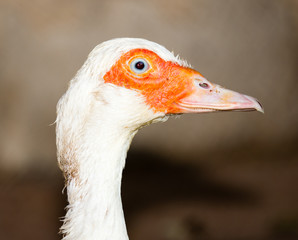 Portrait of a white duck on a farm